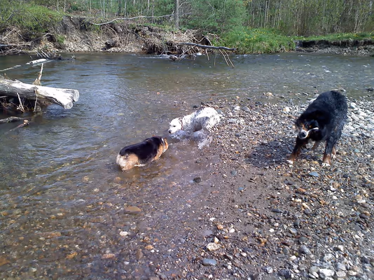 Mills Riverside Park Off Leash Area photo 1